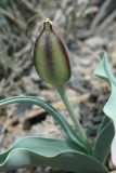 Tulipa alberti