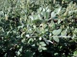 Salix glauca. Ветви с соплодиями. Бурятия, Окинский р-н, перевал Чойган-Дабан, ≈ 1900 м н.у.м., заболоченная кустарниковая тундра. 09.07.2015.