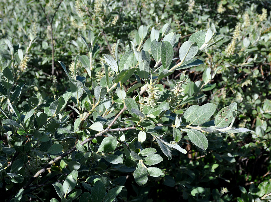 Изображение особи Salix glauca.