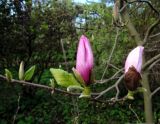 Magnolia × soulangeana. Ветвь с бутонами. Латвия, Рига, Ботанический сад Латвийского университета, экспозиция магнолий (участок 1). 05.05.2015.