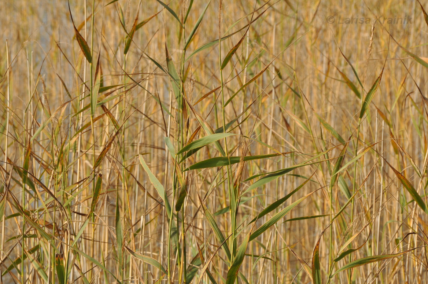 Изображение особи Phragmites australis.