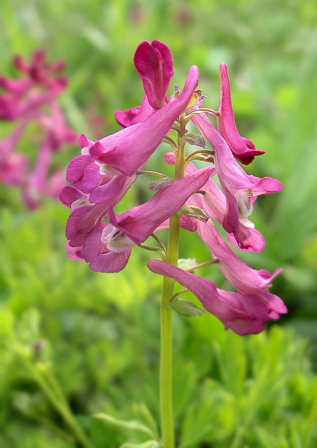 Image of Corydalis buschii specimen.