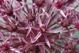 Allium karataviense ssp. henrikii