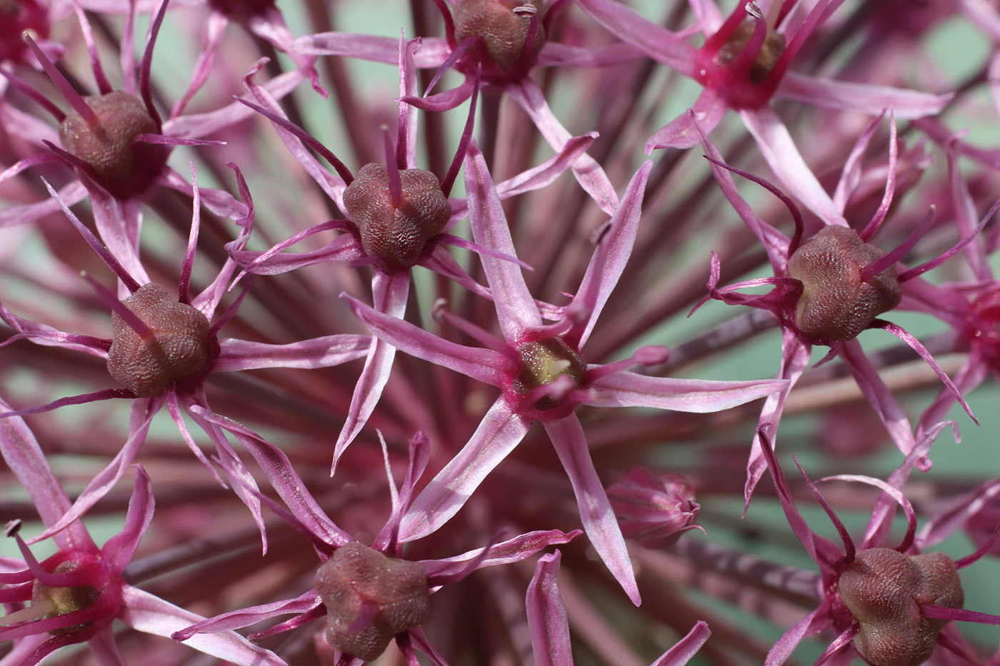 Image of Allium karataviense ssp. henrikii specimen.