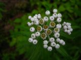 Anaphalis margaritacea