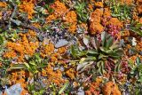 Claytonia joanneana. Цветущие растения. Республика Тува, Монгун-Тайгинский кожуун, массив Монгун-Тайга. Июль 2010 г.