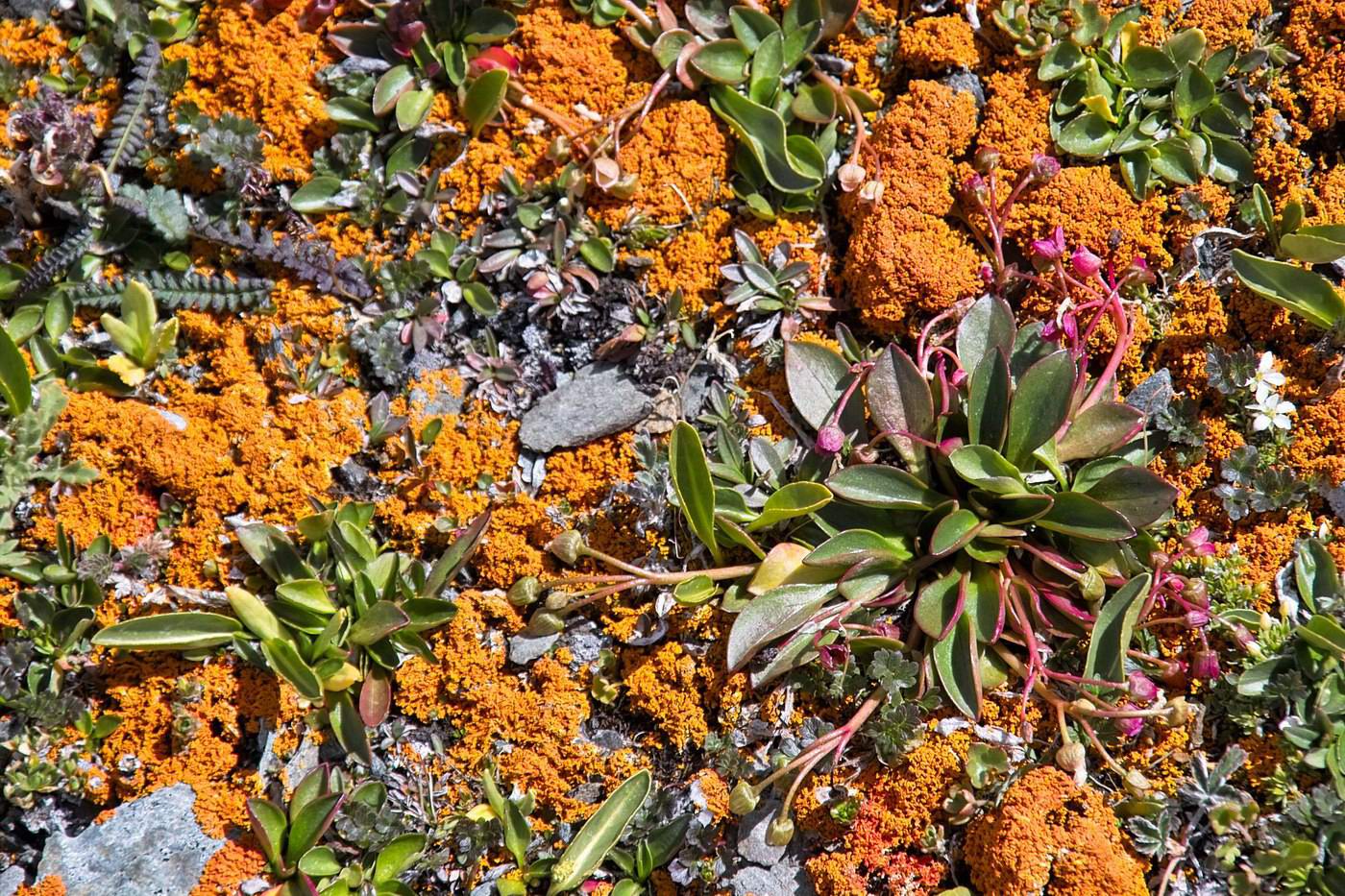 Image of Claytonia joanneana specimen.