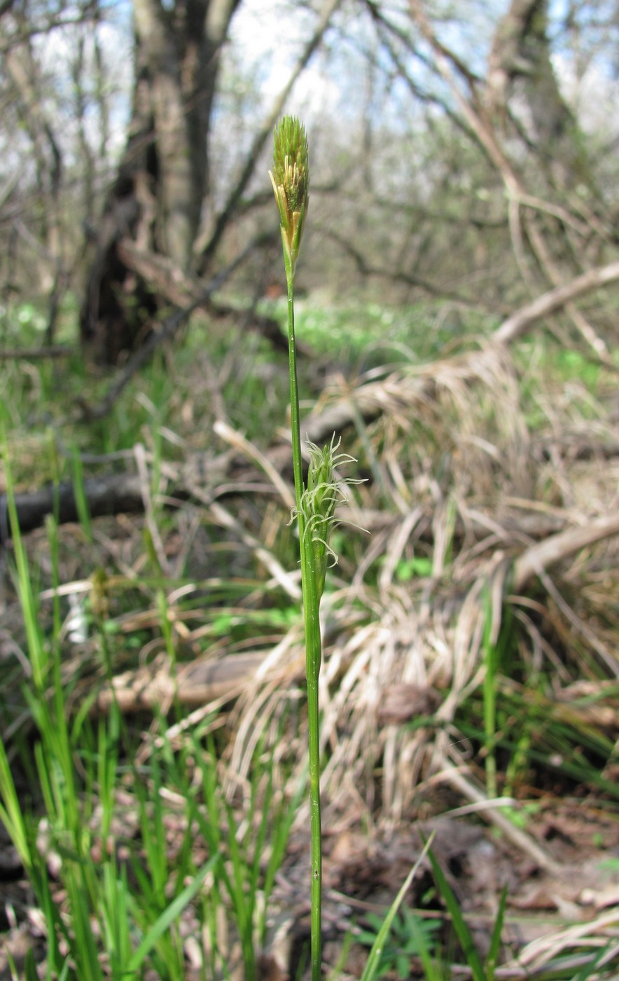Изображение особи Carex michelii.