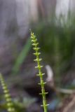 Equisetum pratense