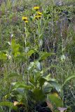 Inula helenium. Цветущее растение. Ульяновская обл., восточный склон Приволжской возвышенности, Шиловская лесостепь. 05.07.2005.