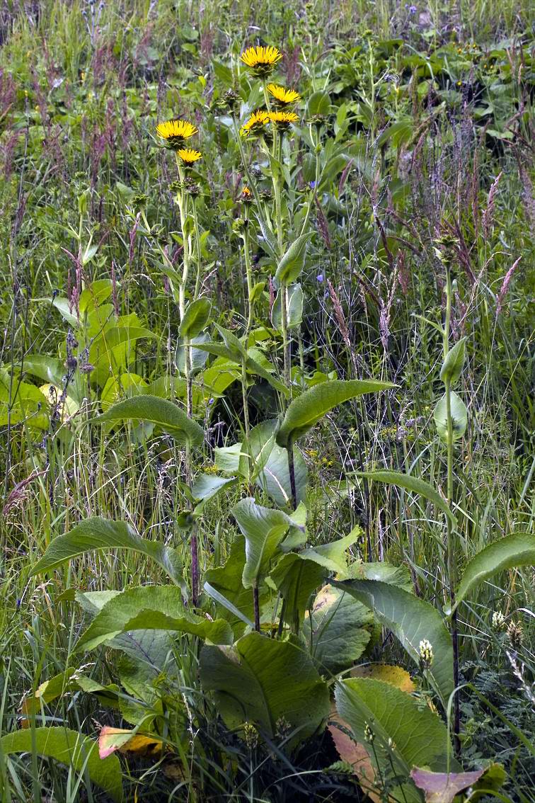 Изображение особи Inula helenium.