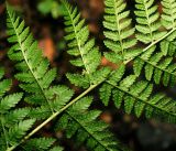 Dryopteris carthusiana. Часть вайи (испод). Московская обл., Раменский р-н, окр. ж.-д. платформы Хрипань, смешанный лес у ЛЭП. 23.05.2016.