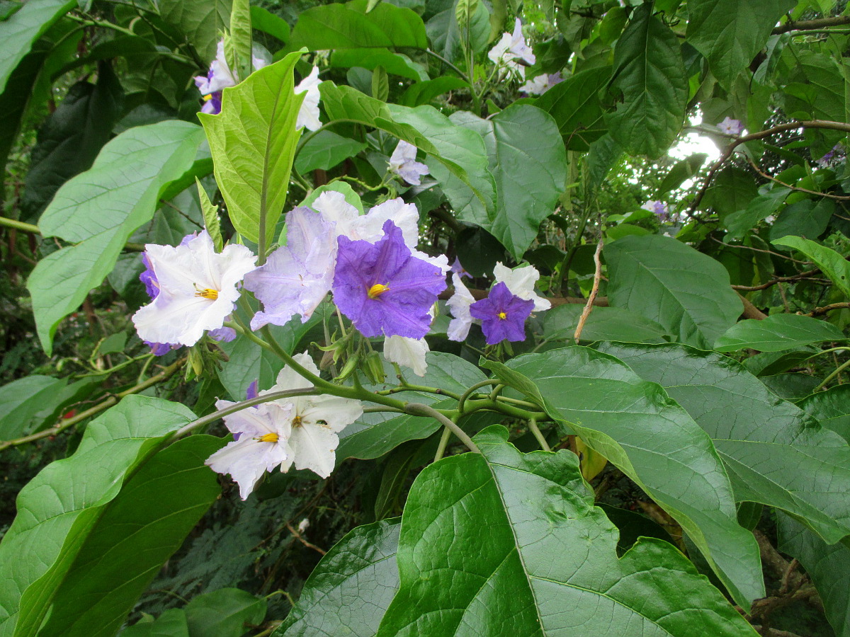 Изображение особи Solanum wrightii.