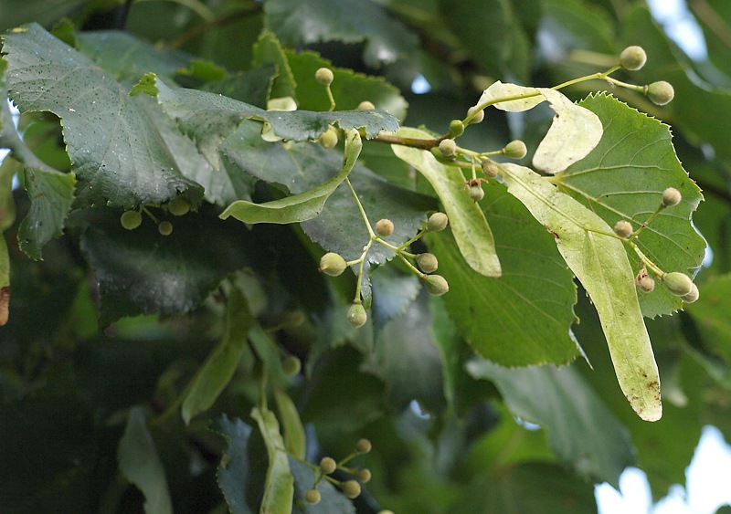 Изображение особи Tilia cordata.