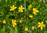 Jasminum fruticans