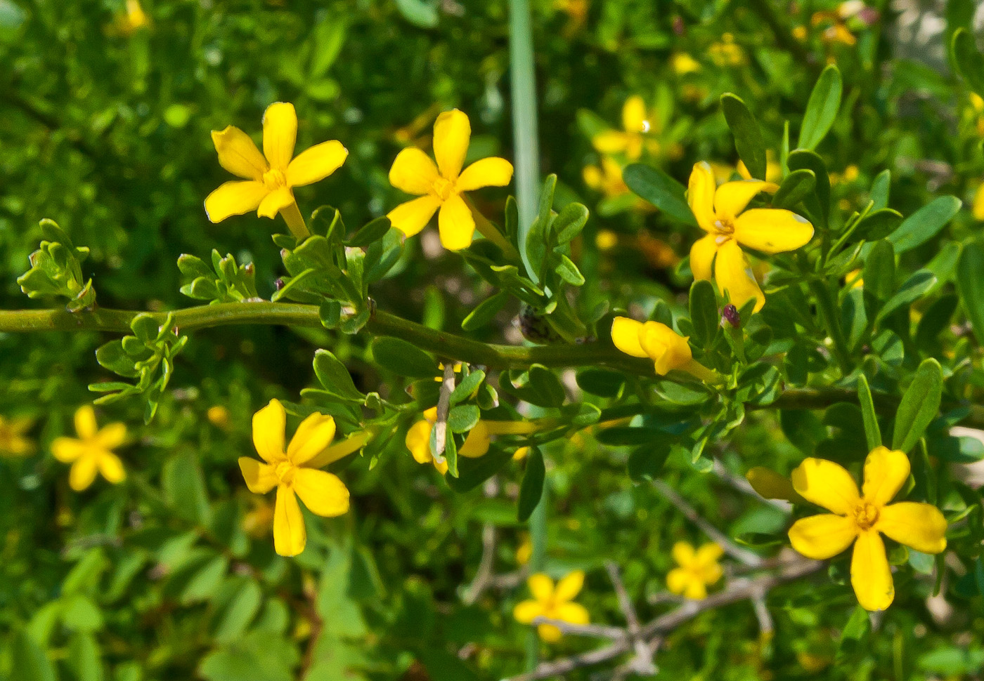 Изображение особи Jasminum fruticans.