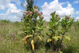 Asclepias syriaca