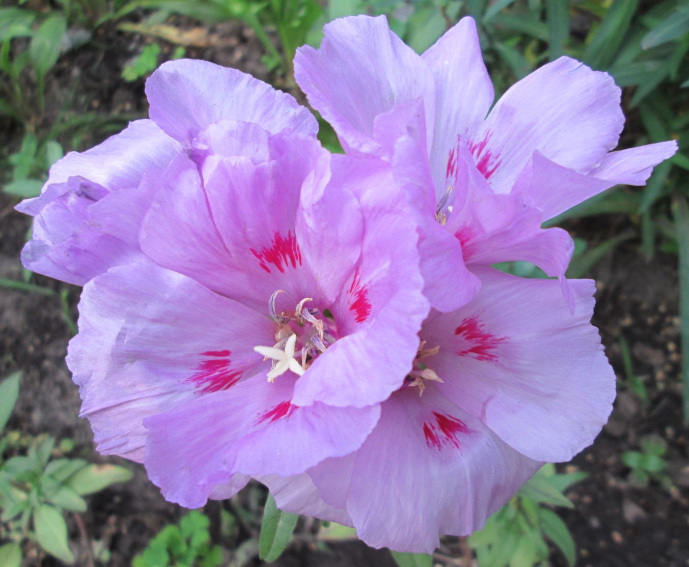 Image of Clarkia amoena specimen.