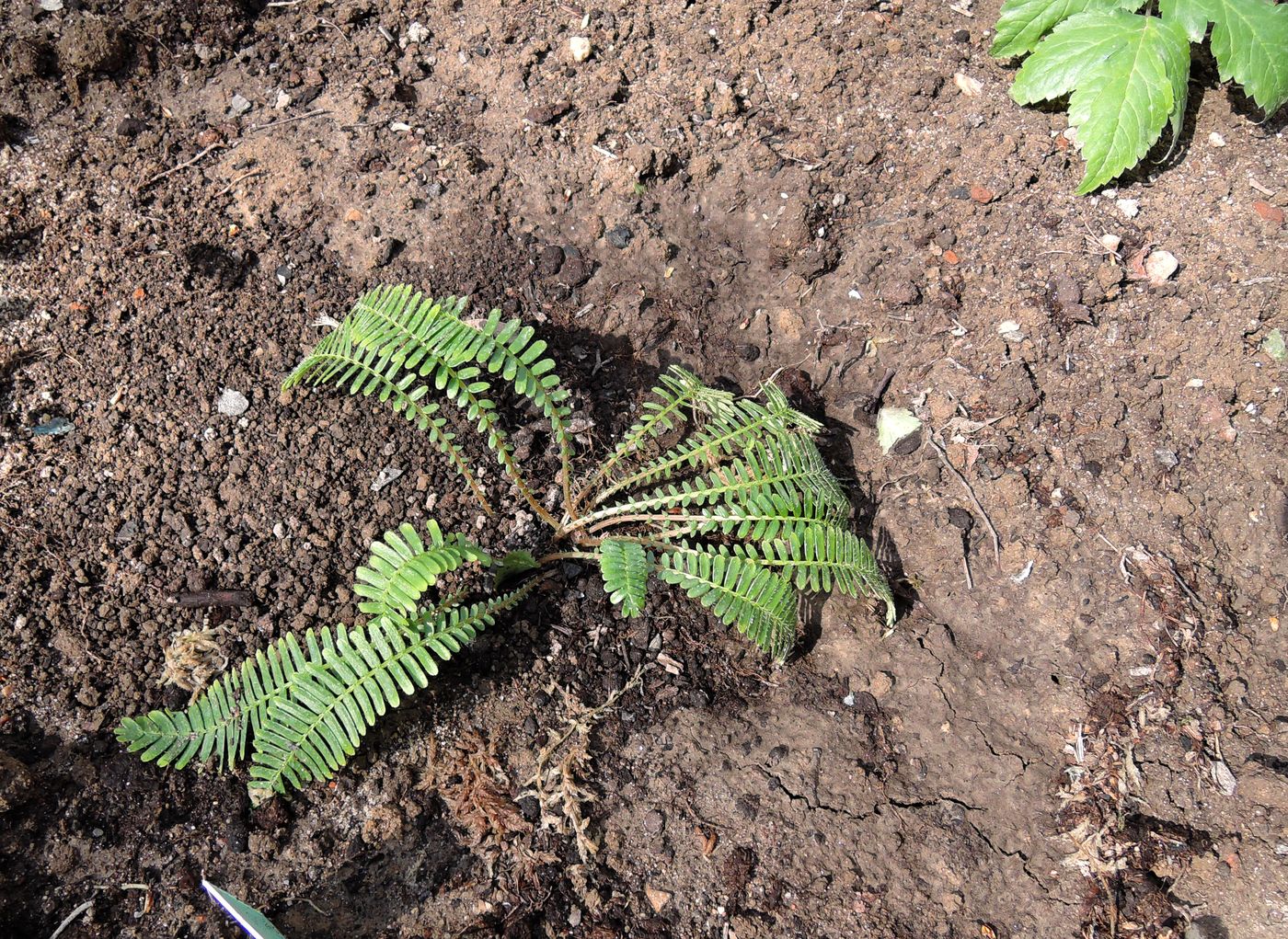 Изображение особи Pteridophyllum racemosum.