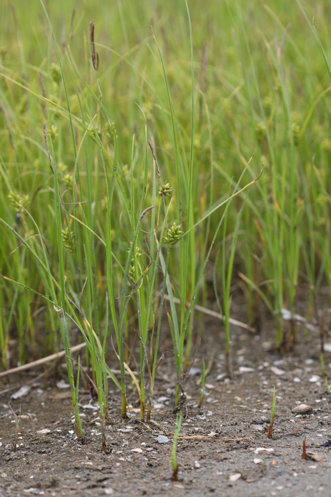 Image of Carex scabrifolia specimen.