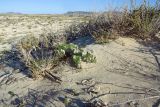 Limonium papillatum. Отцветшее растение среди кустов Salsola vermiculata. Испания, автономное сообщество Канарские острова, остров Фуэртевентура, провинция Лас Пальмас, муниципалитет Ла Олива, северные окр. пос. Эль Котильо, дюны у мыса de la Enrocadiza. 13.03.2016.