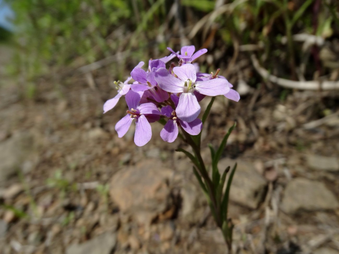 Image of Dontostemon dentatus specimen.