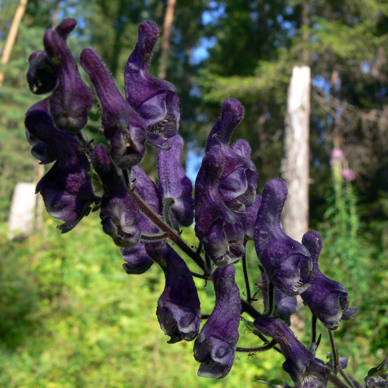 Image of Aconitum septentrionale specimen.