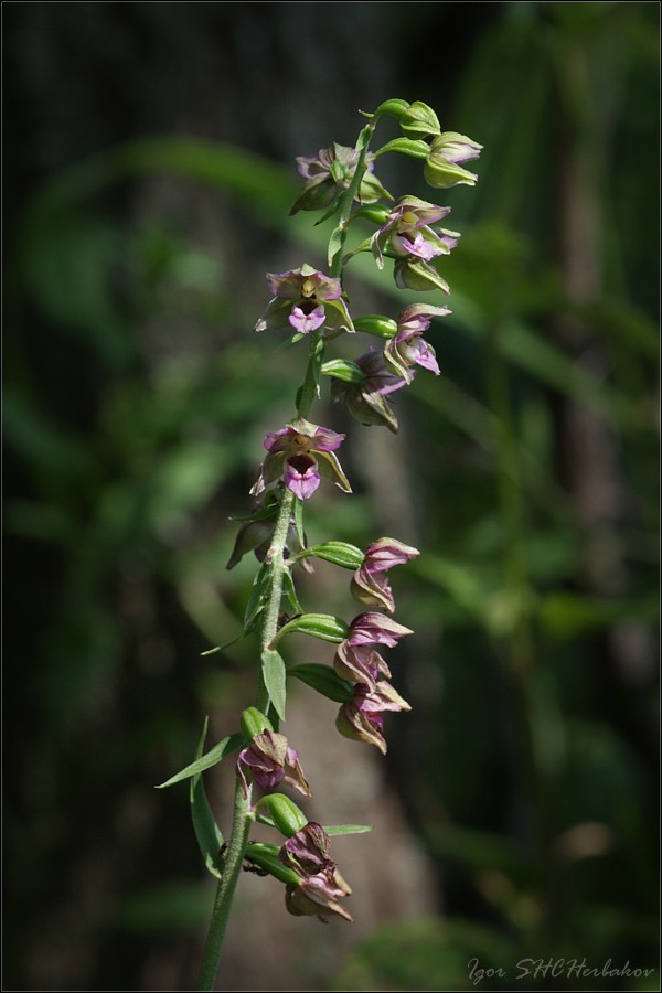Image of Epipactis helleborine specimen.
