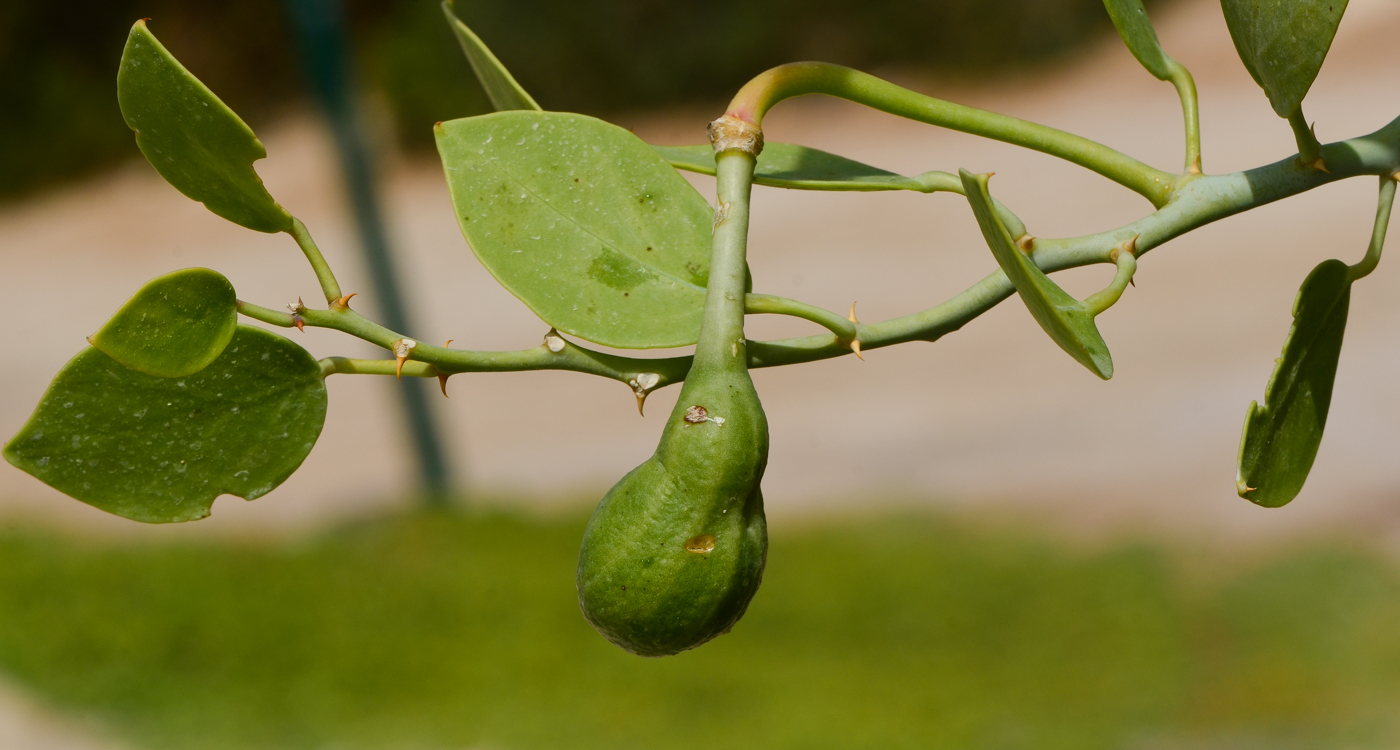 Изображение особи Capparis cartilaginea.