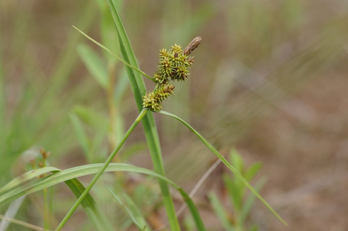 Изображение особи Carex serotina.