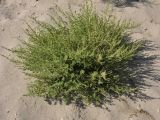 Amaranthus albus
