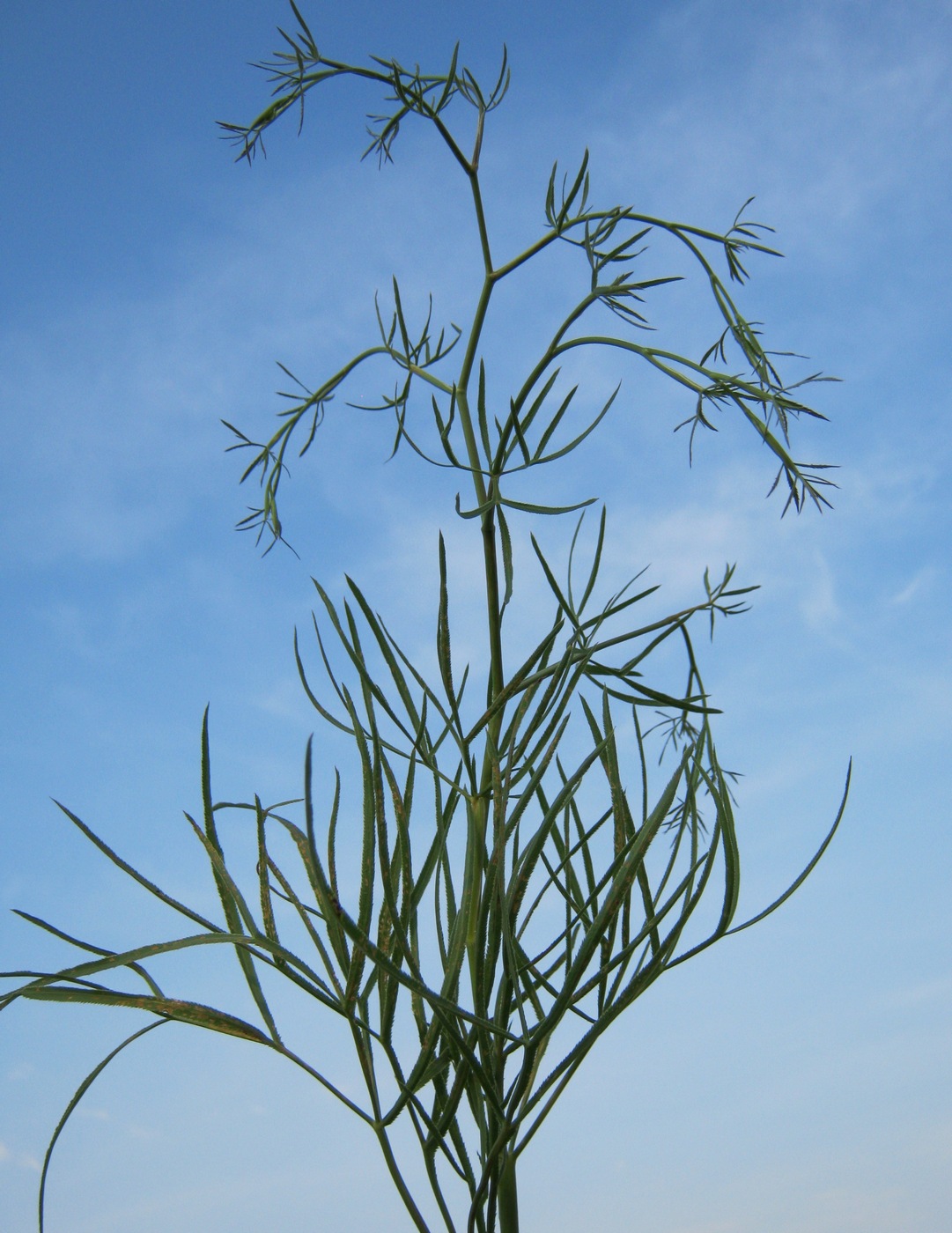 Изображение особи Falcaria vulgaris.