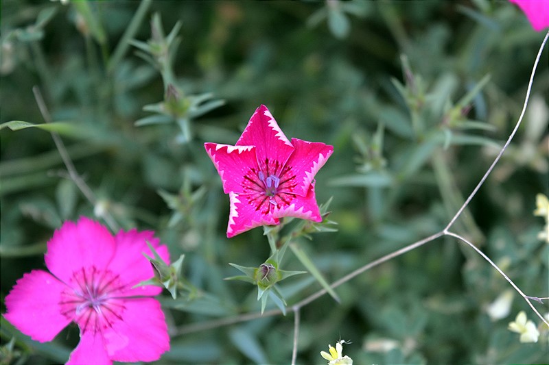 Изображение особи род Dianthus.