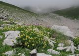 Astragalus freynii. Куртина цветущих растений. Адыгея, Кавказский биосферный заповедник, Фишт-Оштенский массив, высокогорное плато на юго-восточном склоне горы, выс. ≈ 2200 м н.у.м., каменистая россыпь. 13.08.2016.