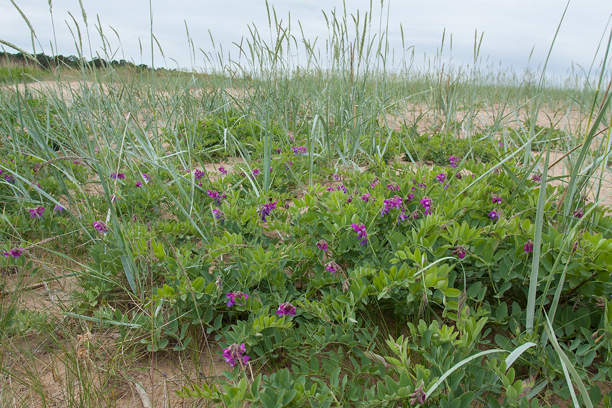 Изображение особи Lathyrus japonicus ssp. pubescens.