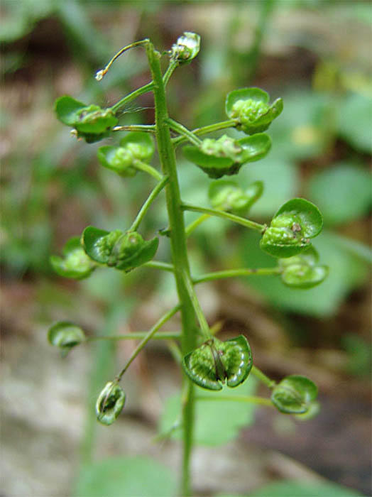 Image of Pachyphragma macrophyllum specimen.