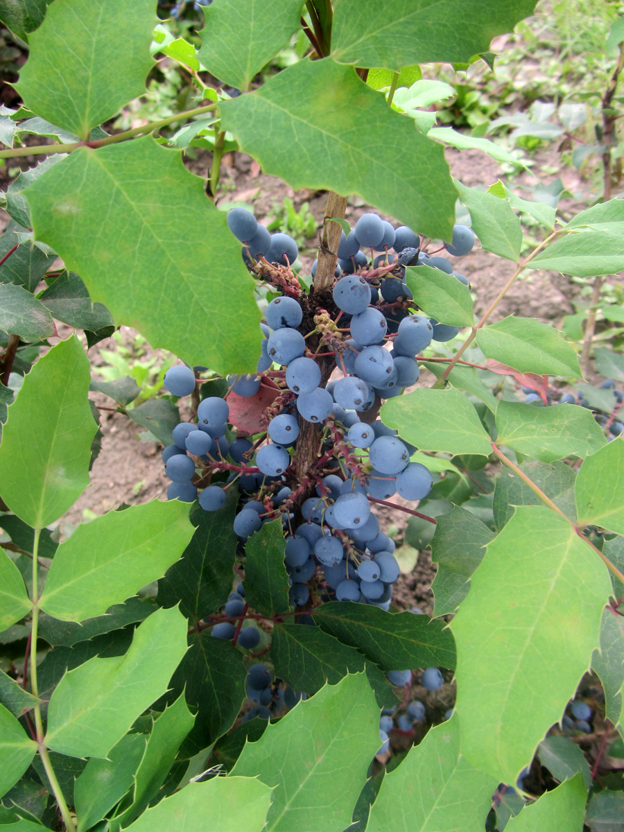 Image of Mahonia aquifolium specimen.