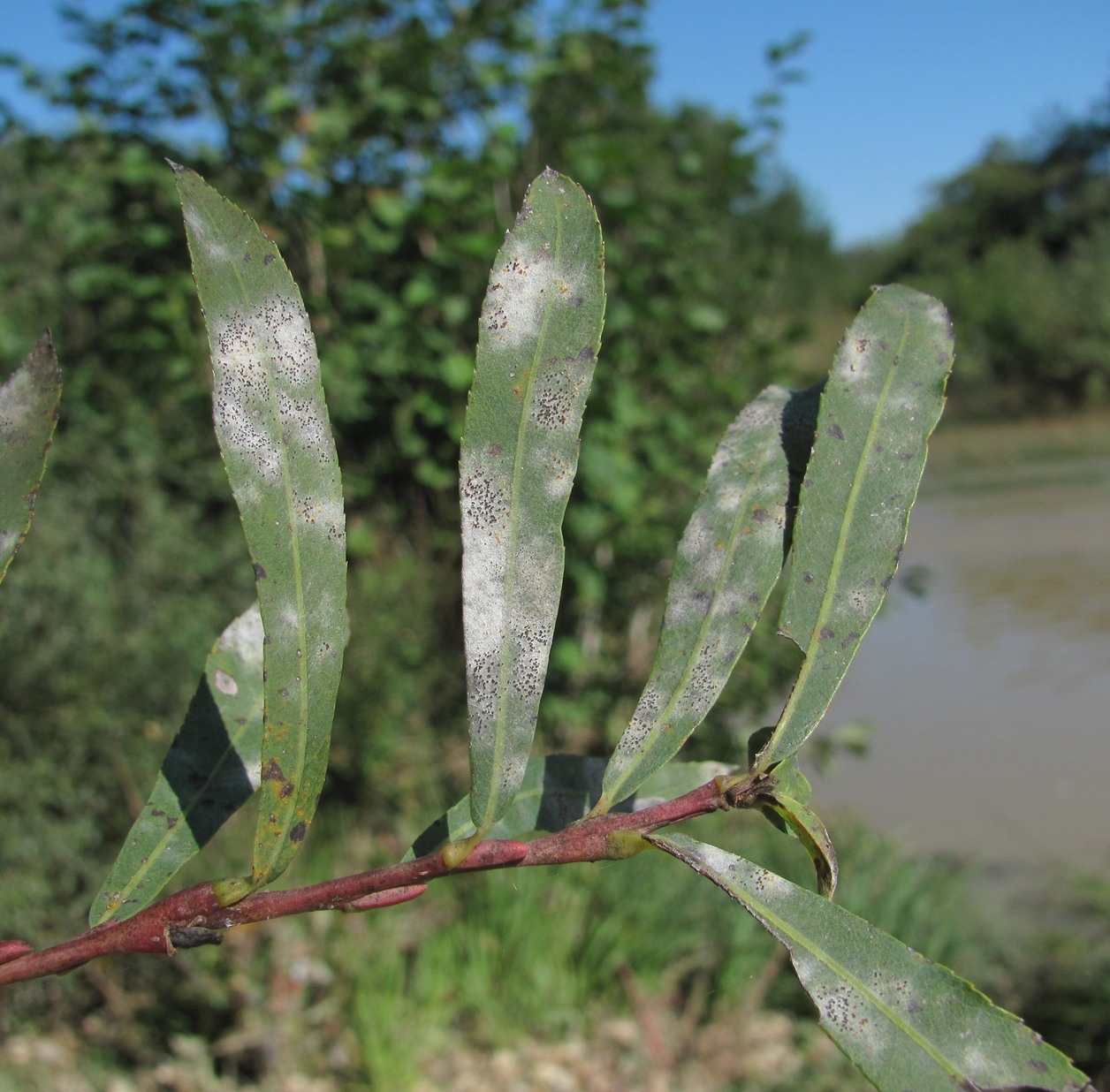 Image of Salix elbursensis specimen.