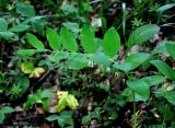 Polygonatum orientale