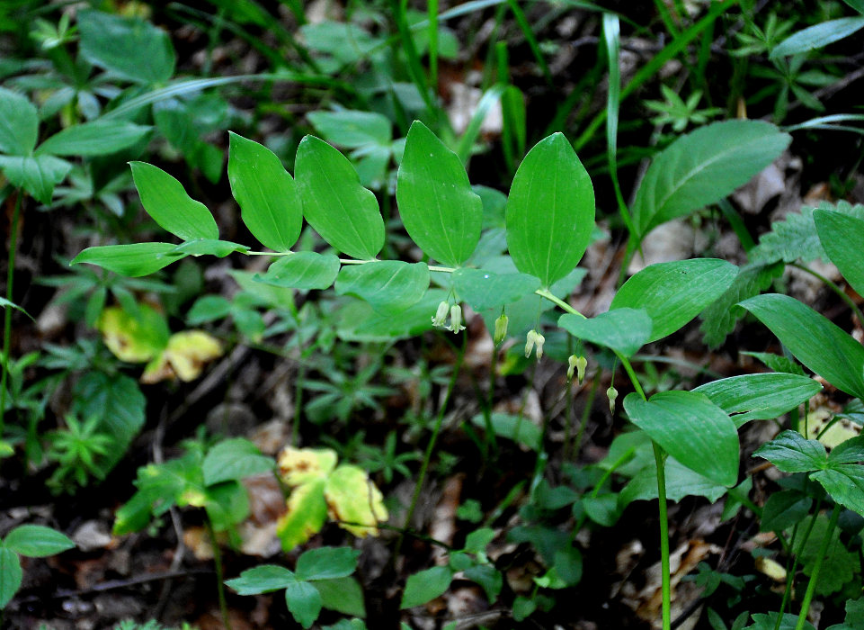 Изображение особи Polygonatum orientale.