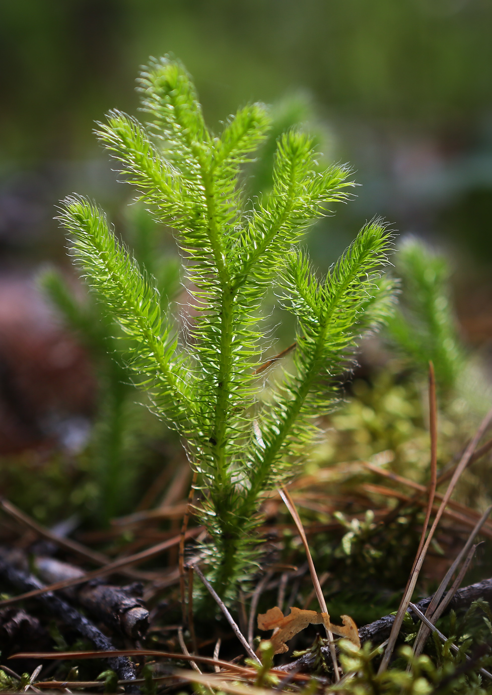 Изображение особи Lycopodium clavatum.