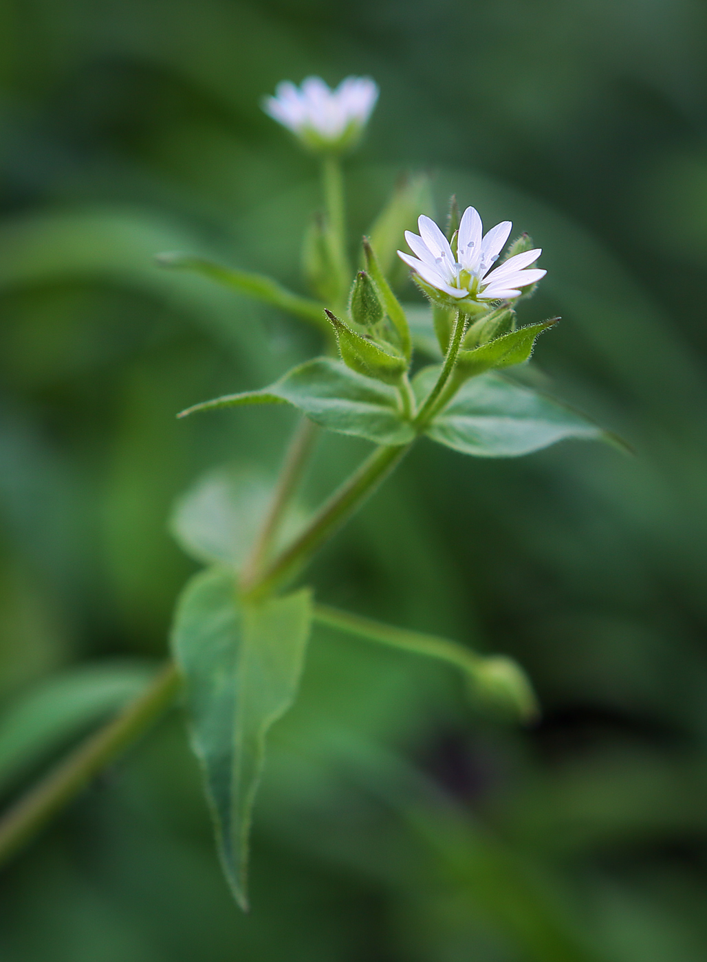 Изображение особи Myosoton aquaticum.