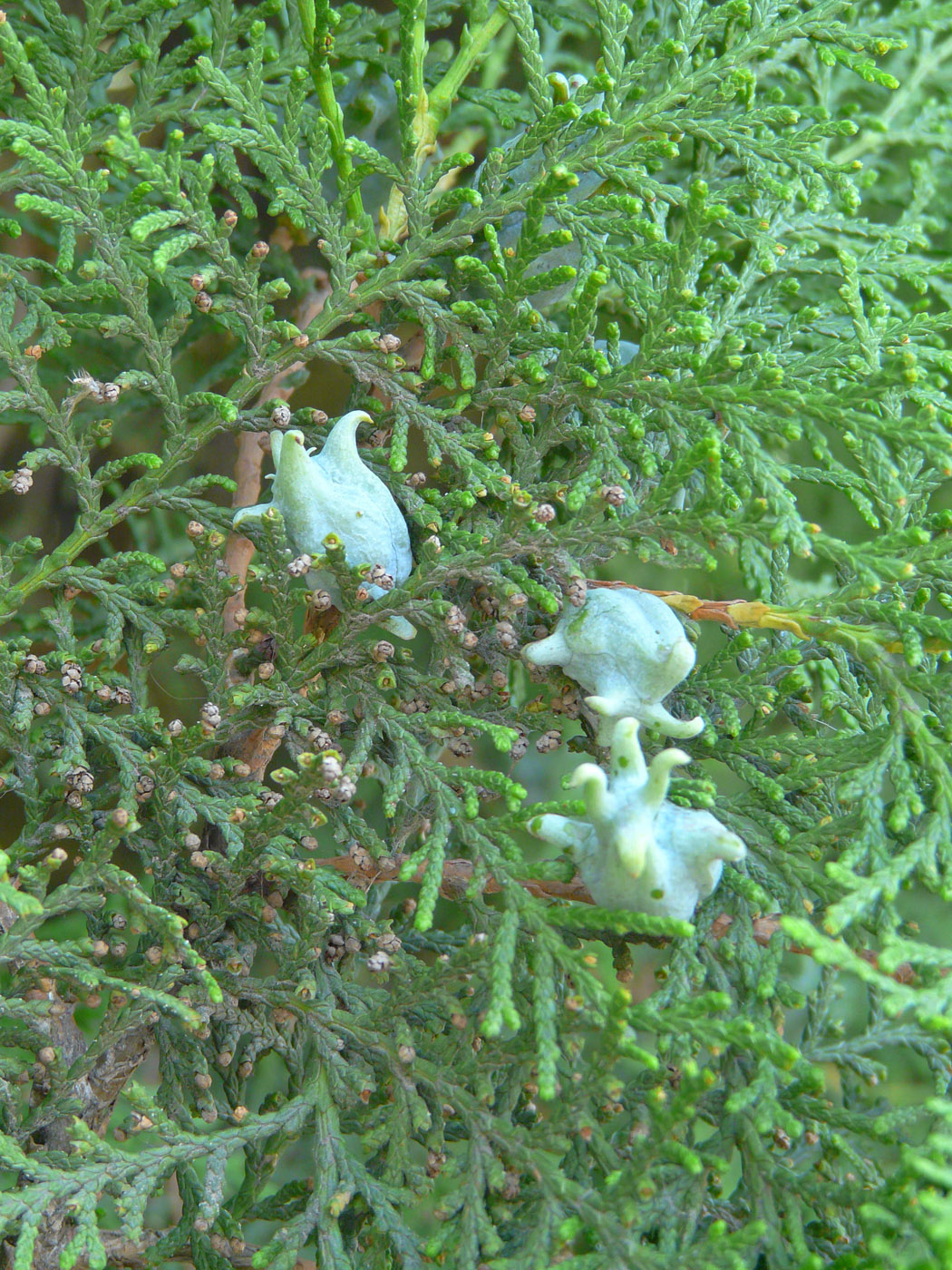 Изображение особи Platycladus orientalis.