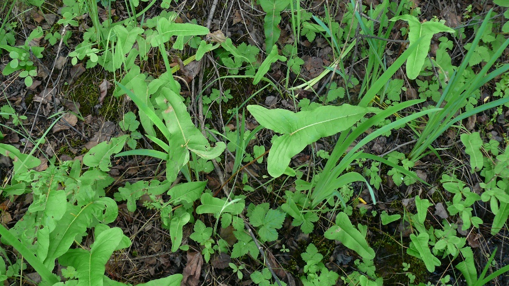 Изображение особи Rumex jacutensis.