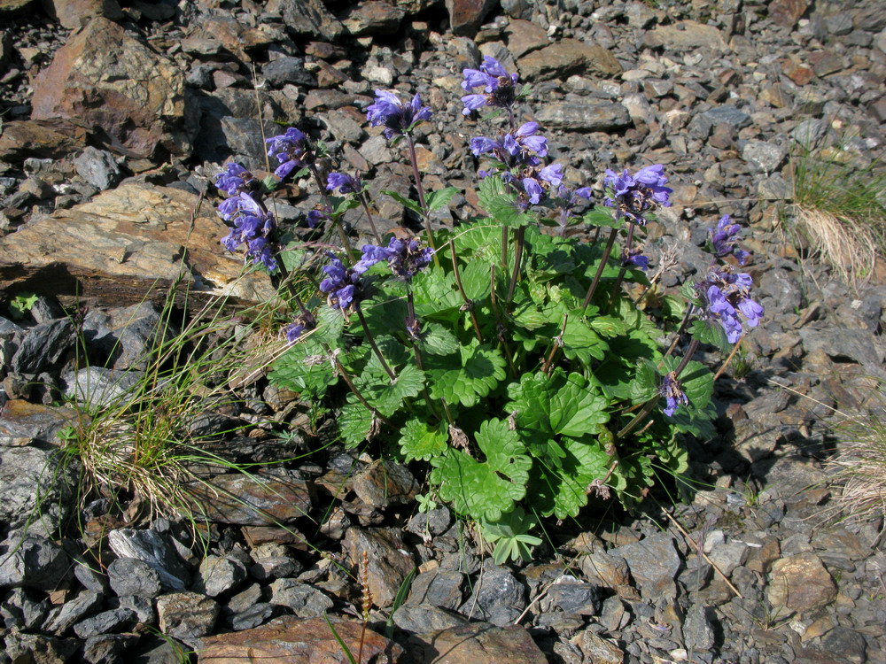 Изображение особи Dracocephalum imberbe.