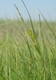 Carex atherodes