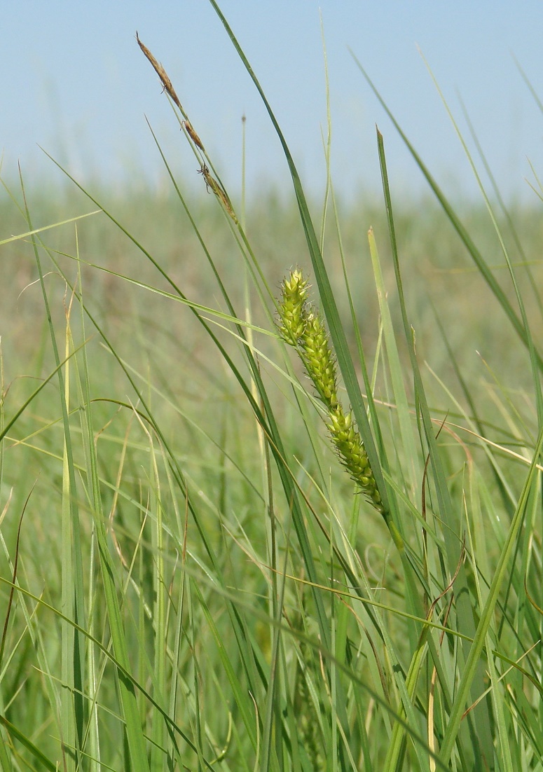 Image of Carex atherodes specimen.