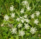 Chaerophyllum prescottii