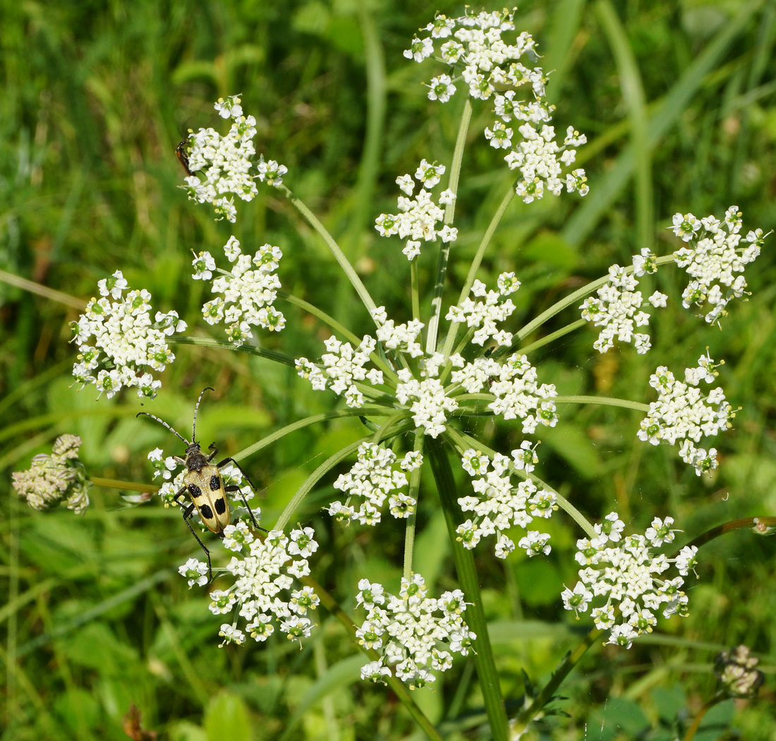 Изображение особи Chaerophyllum prescottii.