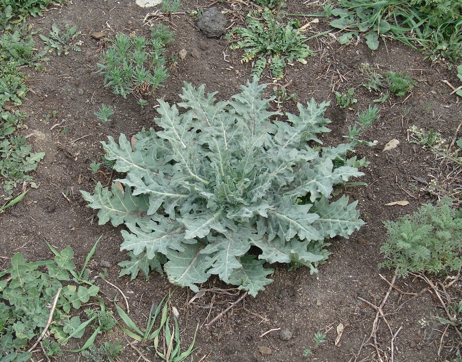 Image of Hyoscyamus niger specimen.